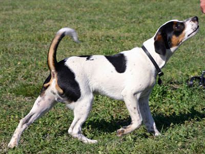 Danish-Swedish Farmdog