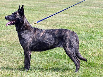 Dutch-Shepherd