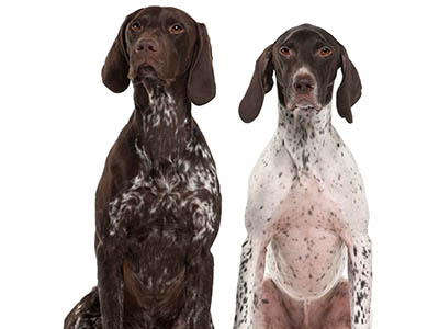 Top Dog Forum