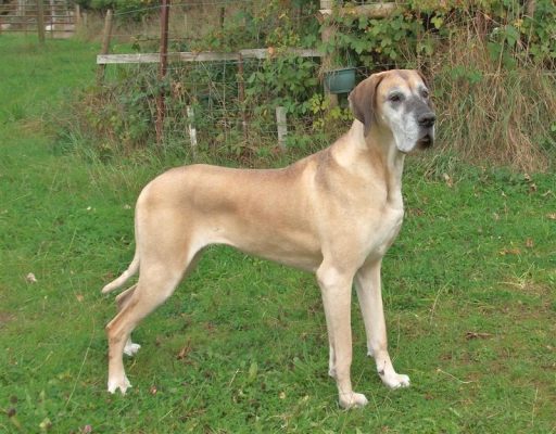 Great Dane: Do You Really Want One? 9 Fawn Great Dane