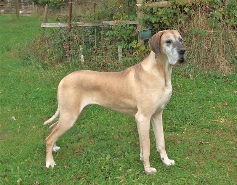 Fawn Great Dane