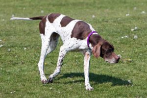 Sporting Group Dogs 28 English Pointer