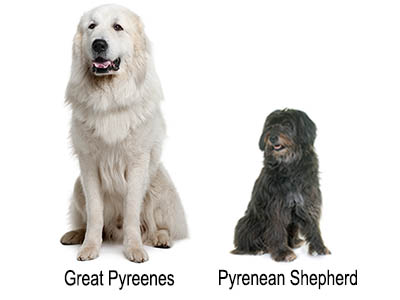 Pyrenean Shepherd An Energetic Herding Dog 5 Pyrenean Shepherd and Great Pyreenes