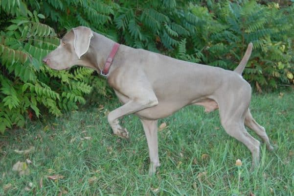 Top Dog Forum