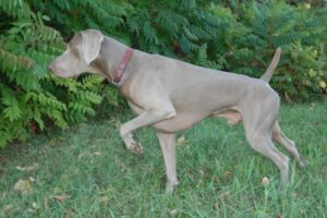 Sporting Group Dogs 32 Weimarar