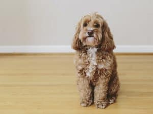 Popular Dog Breeds That Made 3 Designer Dogs Famous 3 A cockapoo designer dog