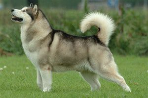 Siberian Husky: A Powerful Sled Dog 24 Alaskan Malamute