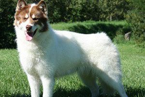 Siberian Husky: A Powerful Sled Dog 25 Canadian Eskimo Dog