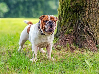 English Bulldog