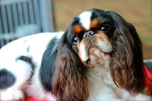 English Toy Spaniel
