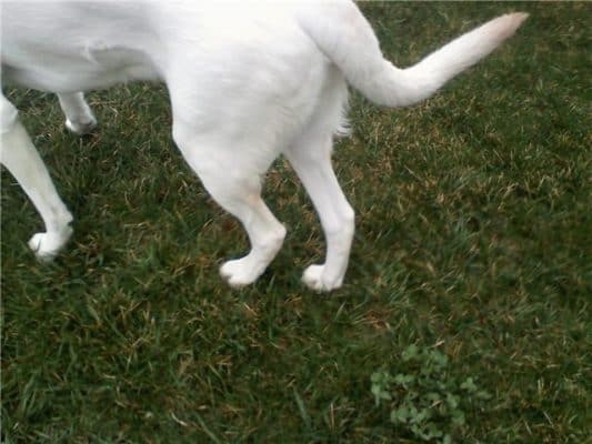 Hip Dysplasia In Dogs