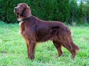 Sporting Group Dogs 22 Irish Setter Liver Color Coat
