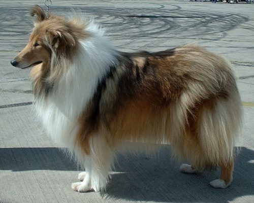 Sable Color 1 Rough Collie