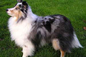 Shetland Sheepdog