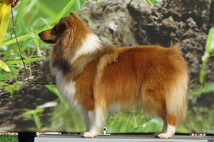 Shetland Sheepdog