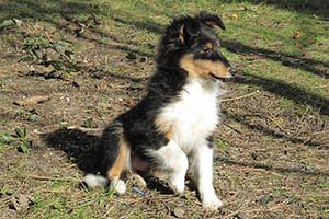 Shetland Sheepdog