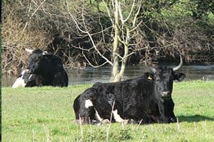 Shetland Cattle