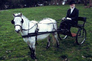 Shetland Pony