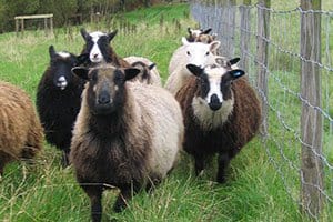 Shetland Sheep
