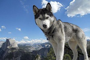 Siberian Husky: A Powerful Sled Dog 23 Siberian Husky