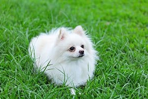 White Pomeranan
