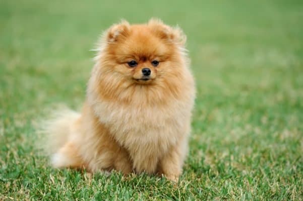 Top Dog Forum