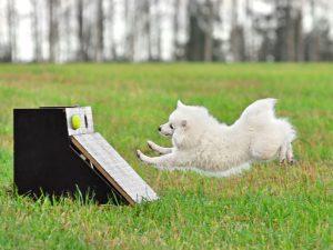 Dog flyball training