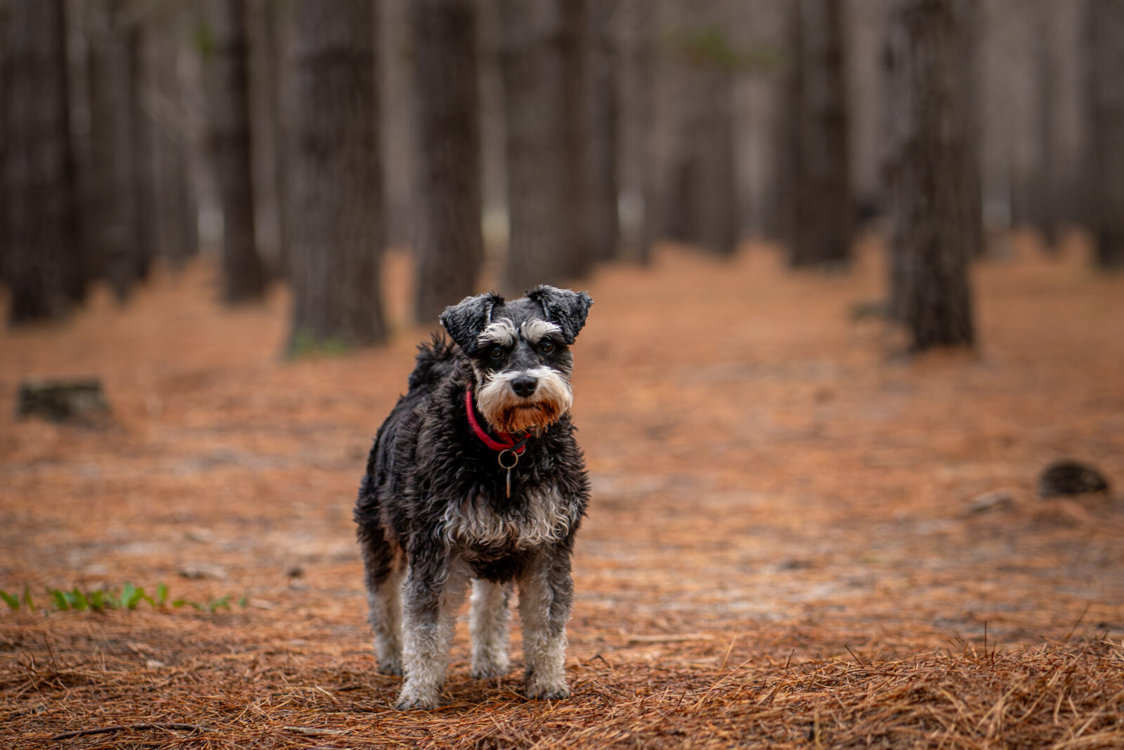 Ear Cropping 2 miniature schnauzer uncropped