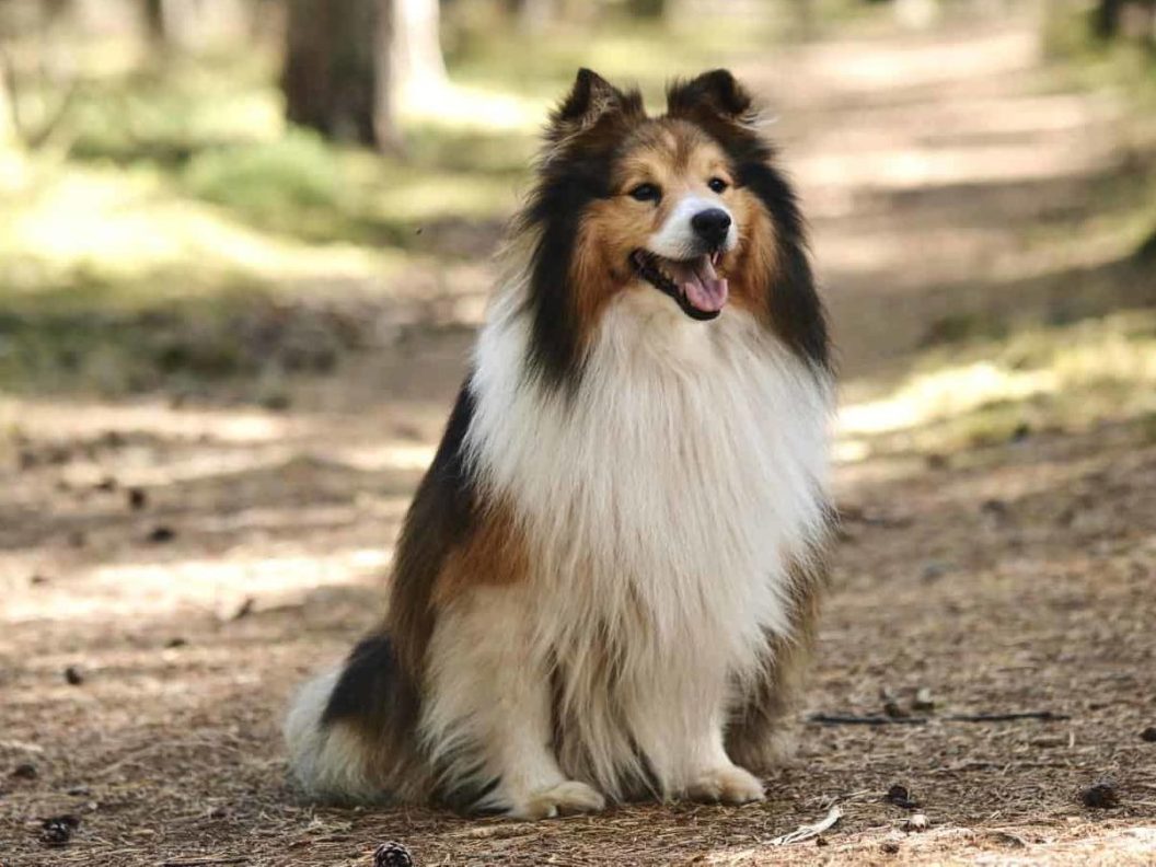The Shetland Sheepdog is a breed that is more likely to have