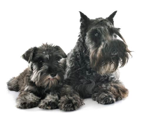 Standard Schnauzer: The Granddaddy Of The Popular Schnauzer Breed 2 Uncropped and Cropped Ears of Miniature Schnauzers