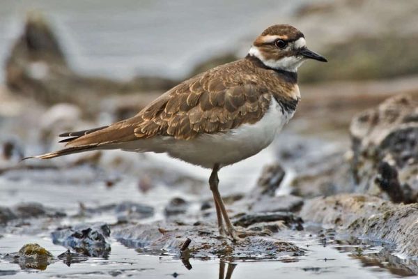 Killdeer 2 killdeer