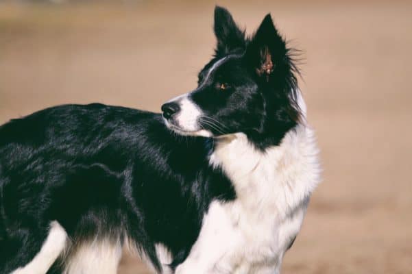 Top Dog Forum