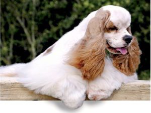 Sporting Group Dogs 10 American Cocker Spaniel
