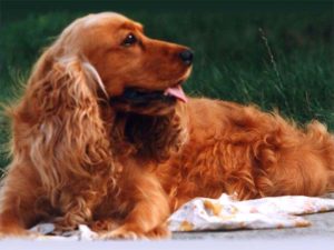Sporting Group Dogs 12 English Cocker Spaniel