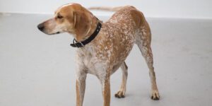 American English Coonhound (Redtick)