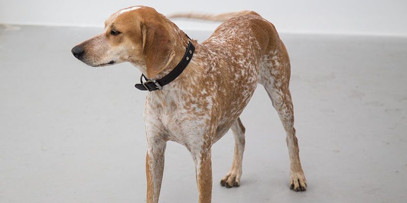 American English Coonhound (Redtick)