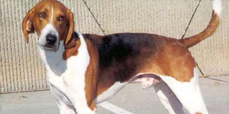 American Foxhound: A Noble History and Character 3 american foxhound