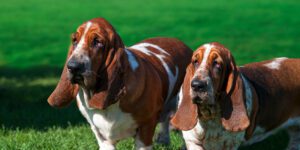 BassetHounds