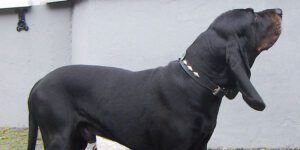 Black and Tan Coonhound