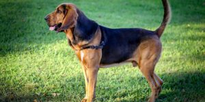 Bloodhound 1