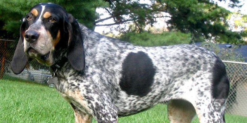 Top Dog Forum
