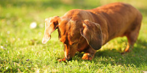 Now Bring in the Scent Hounds 11 Dachshund