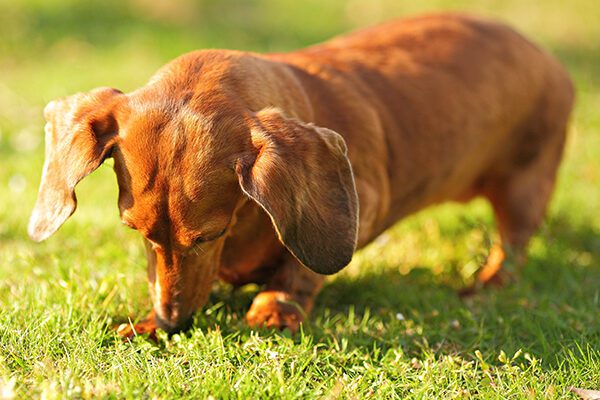 Dachshund: Too Brave For Its Own Sake? 22 Dachshund Digging