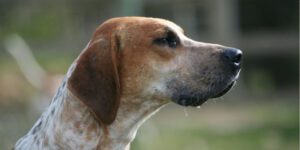 English Foxhound