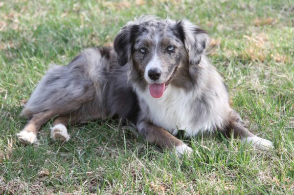 Herding Group Dogs 22 Miniature American Shepherd