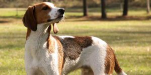 Treeing Walker Coonhoun
