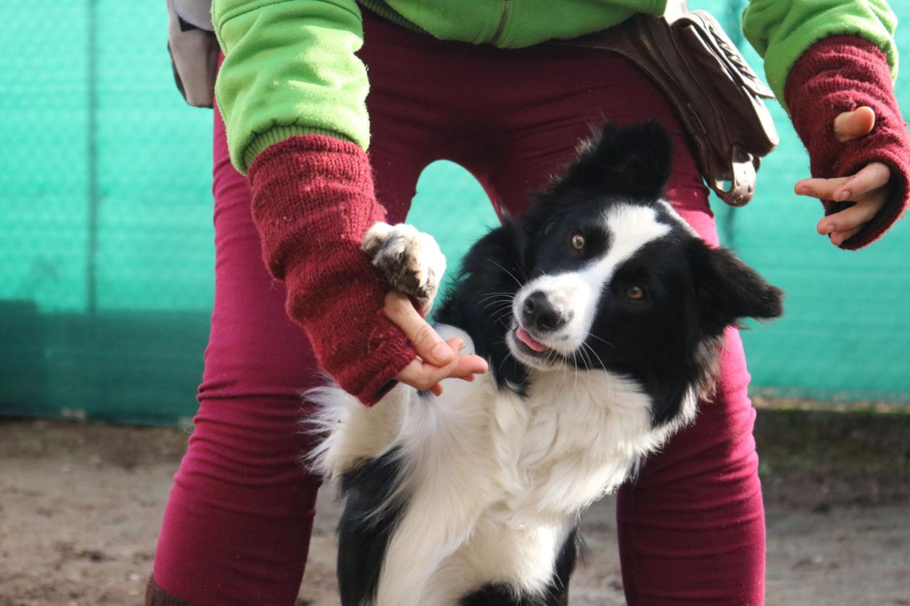 biddable Border Collie