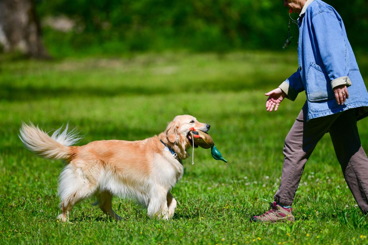 biddable Golden Retriever