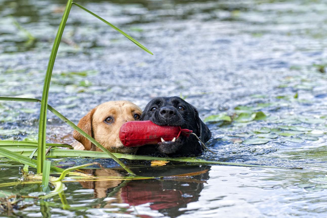 biddable Labs