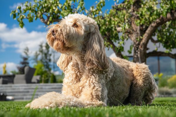 Popular Dog Breeds That Made 3 Designer Dogs Famous 1 Obedient Goldendoodle Dog Relaxing in the Sun